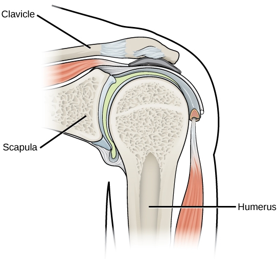 Anatomic diagram of a shoulder pointing out the clavicle, scapula, and humerus. 